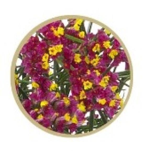 Limonium sin. Scarlet Diamond - 5 Stiele